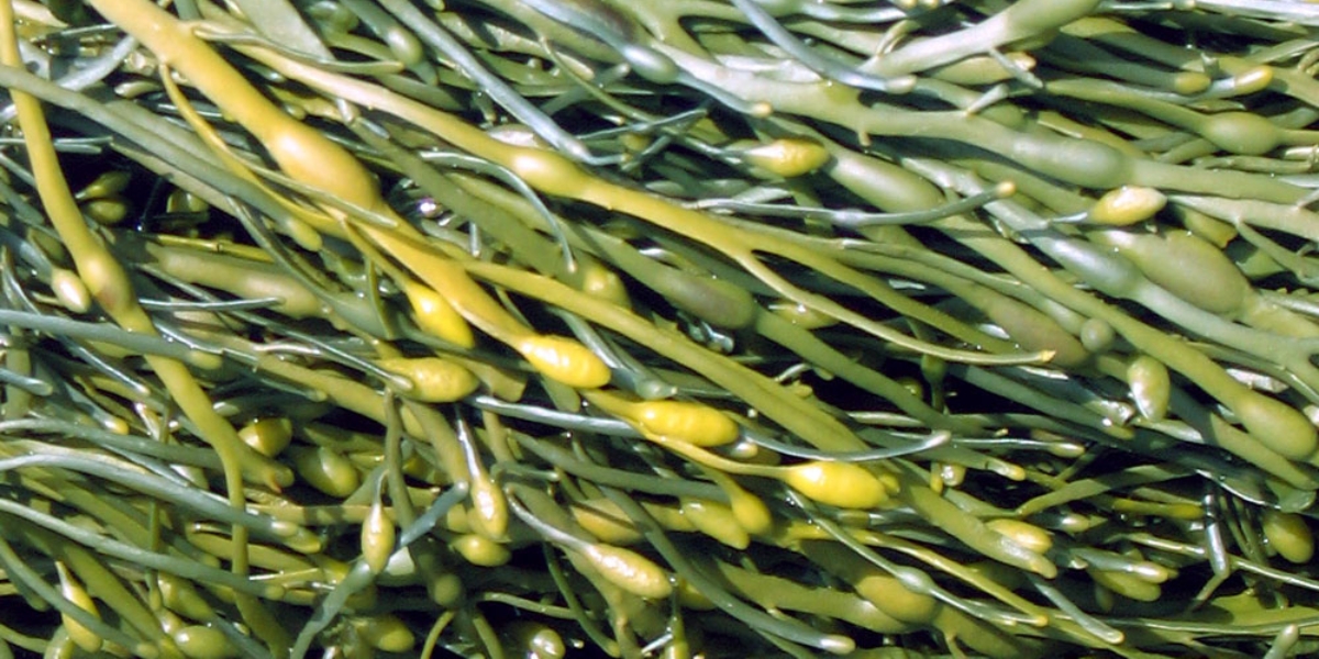Alghe-Ascophyllum-Nodosum-Giardino-Rigoglioso